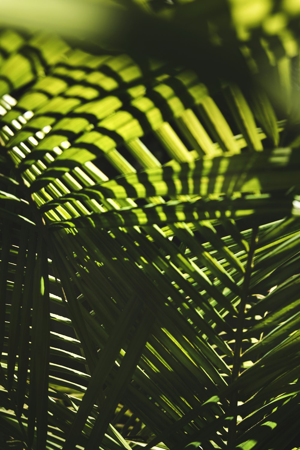 a close up of a green plant