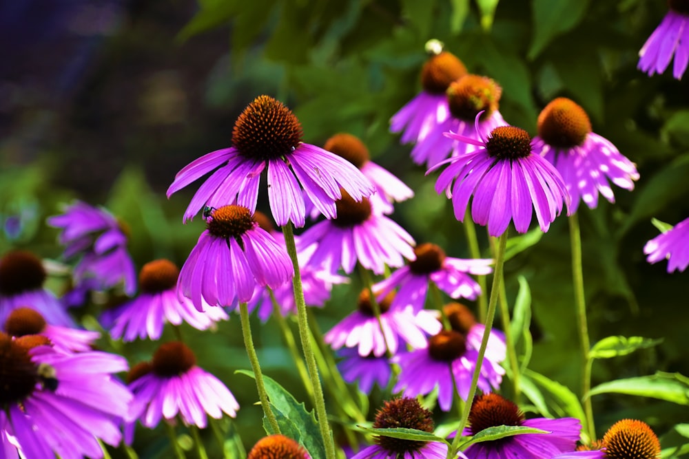 a close up of purple flowers