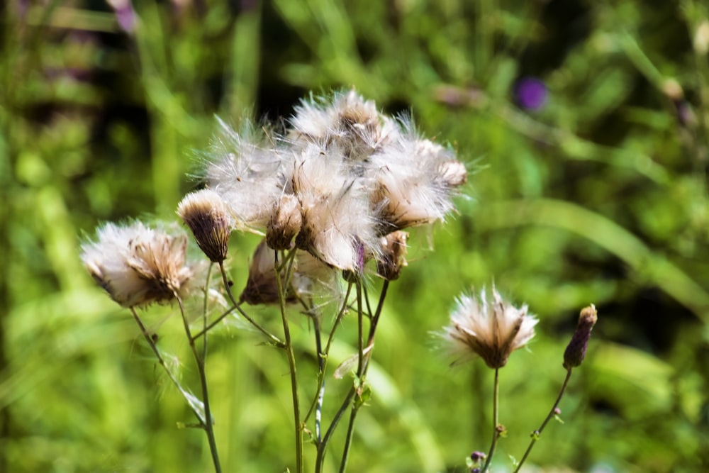 a group of dandelions