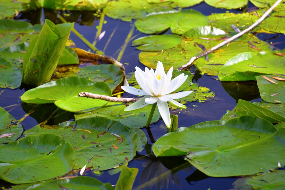 a white flower in a pond