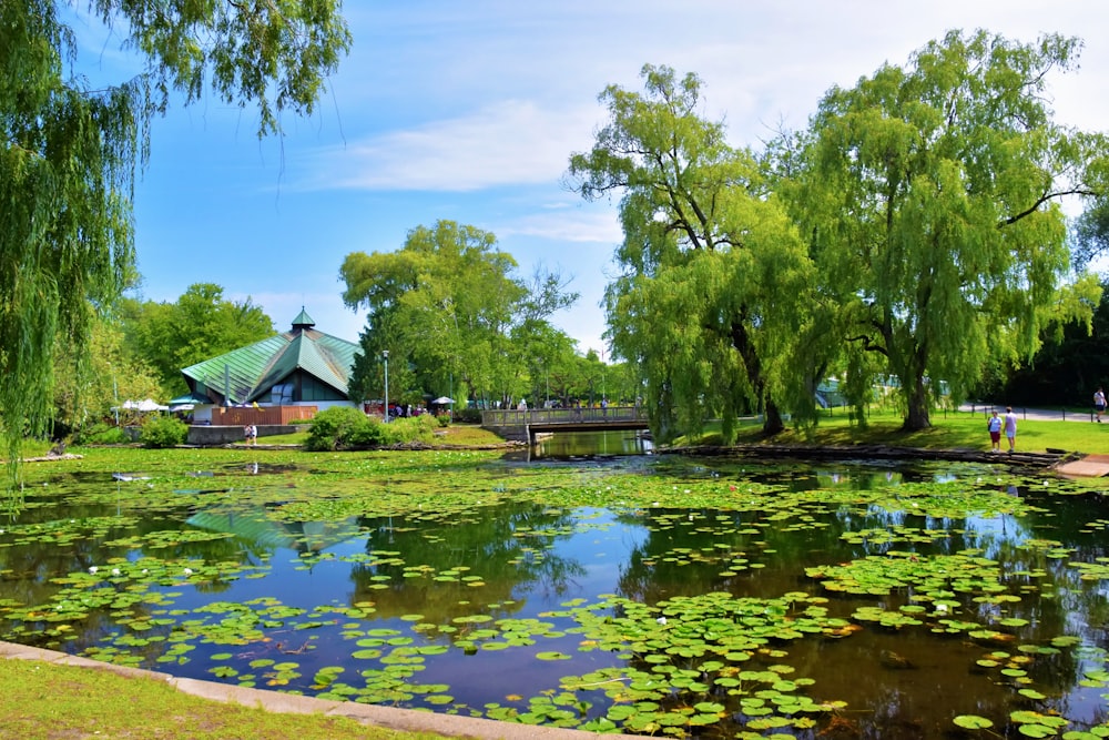 a pond with a bridge and trees