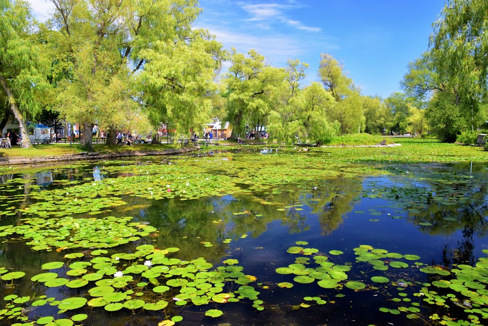 a pond with lily pads and trees