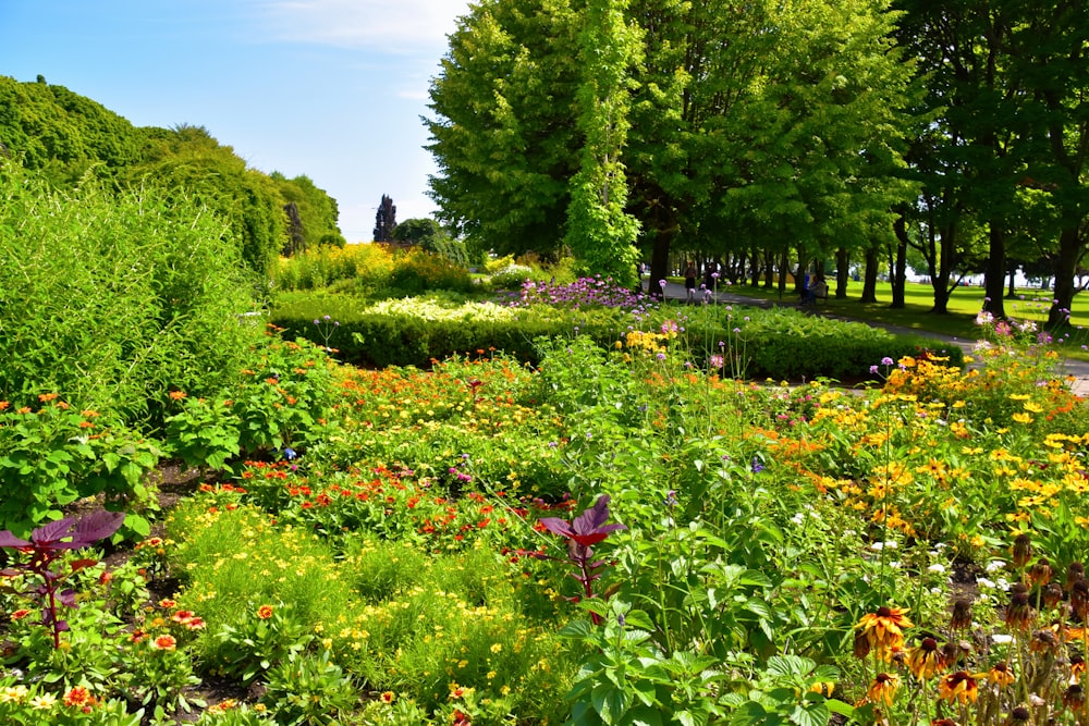 a garden with flowers and trees