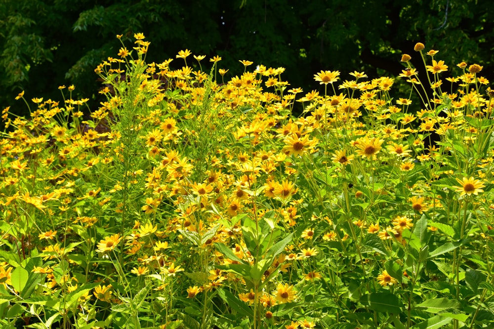 a field of yellow flowers