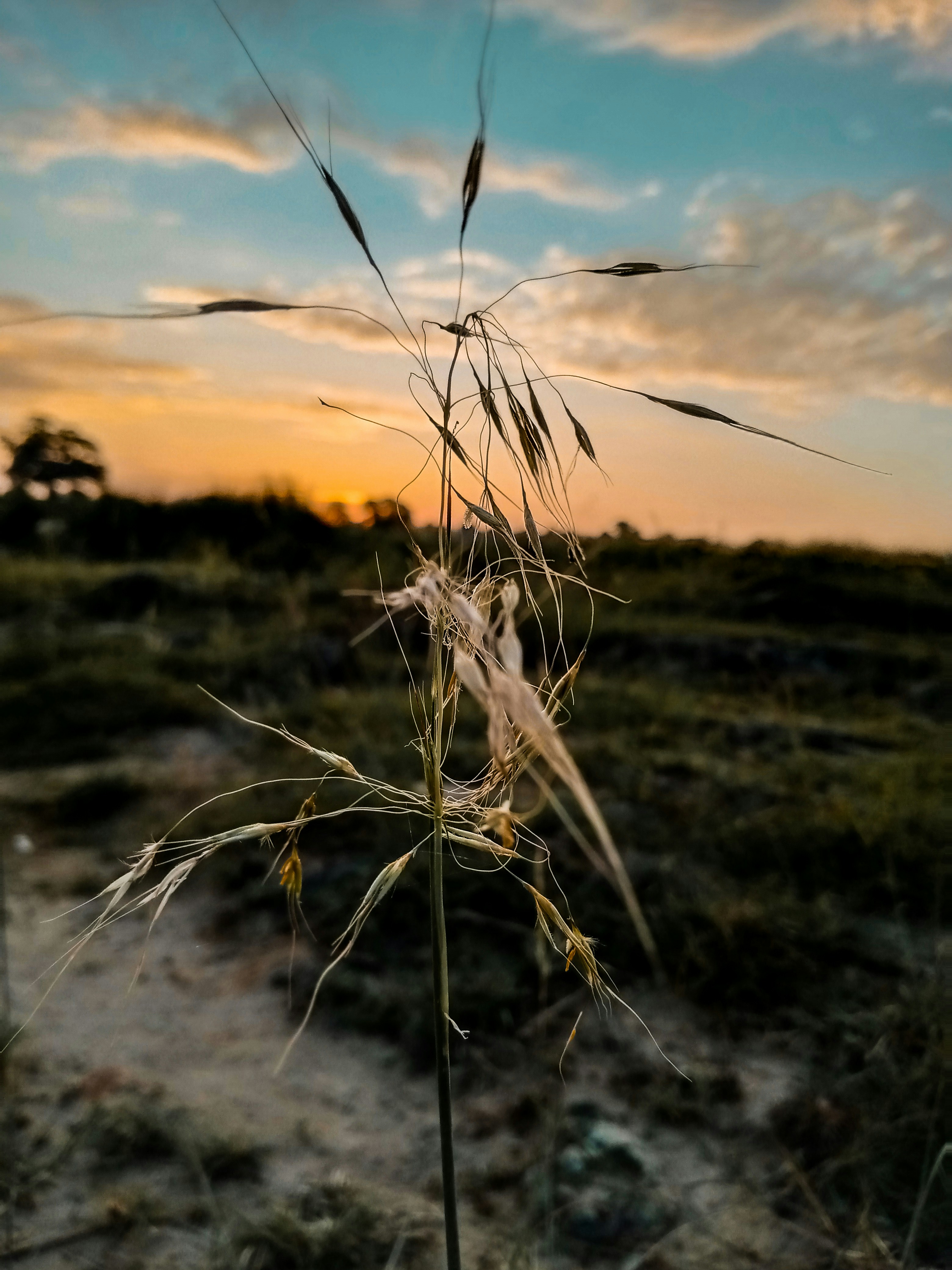 a close up of a spider