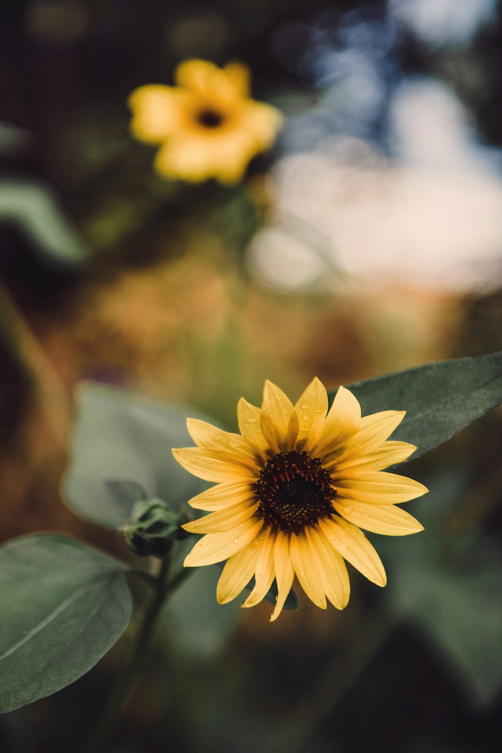 a close up of a yellow flower