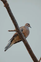 A Bulik bird perched gracefully on a branch, displaying its streamlined body.