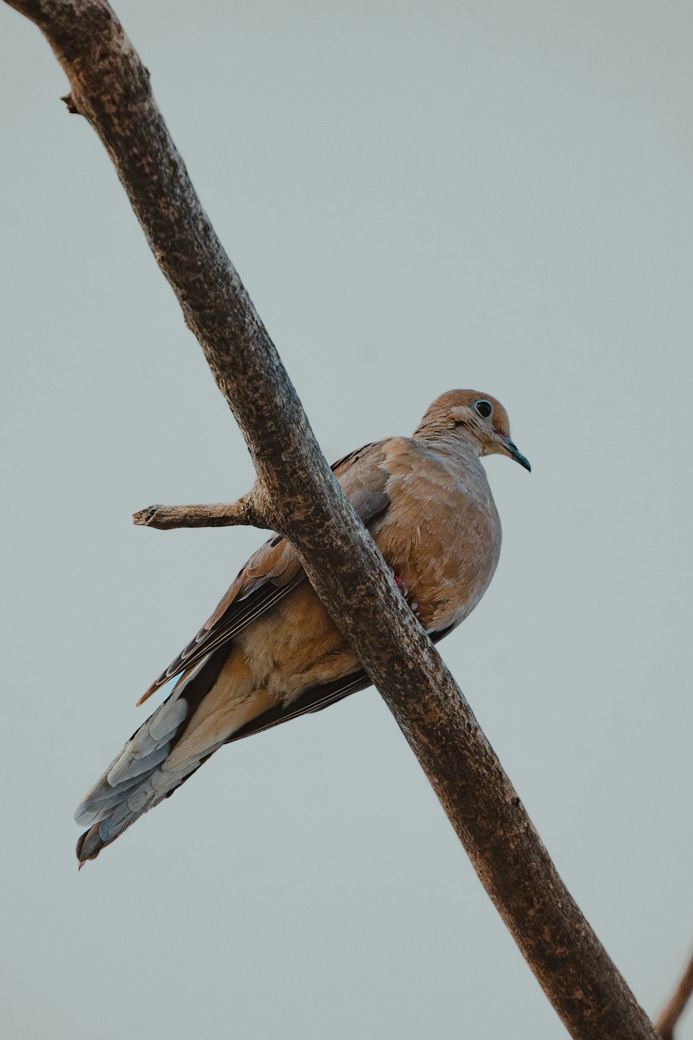 a bird sitting on a branch