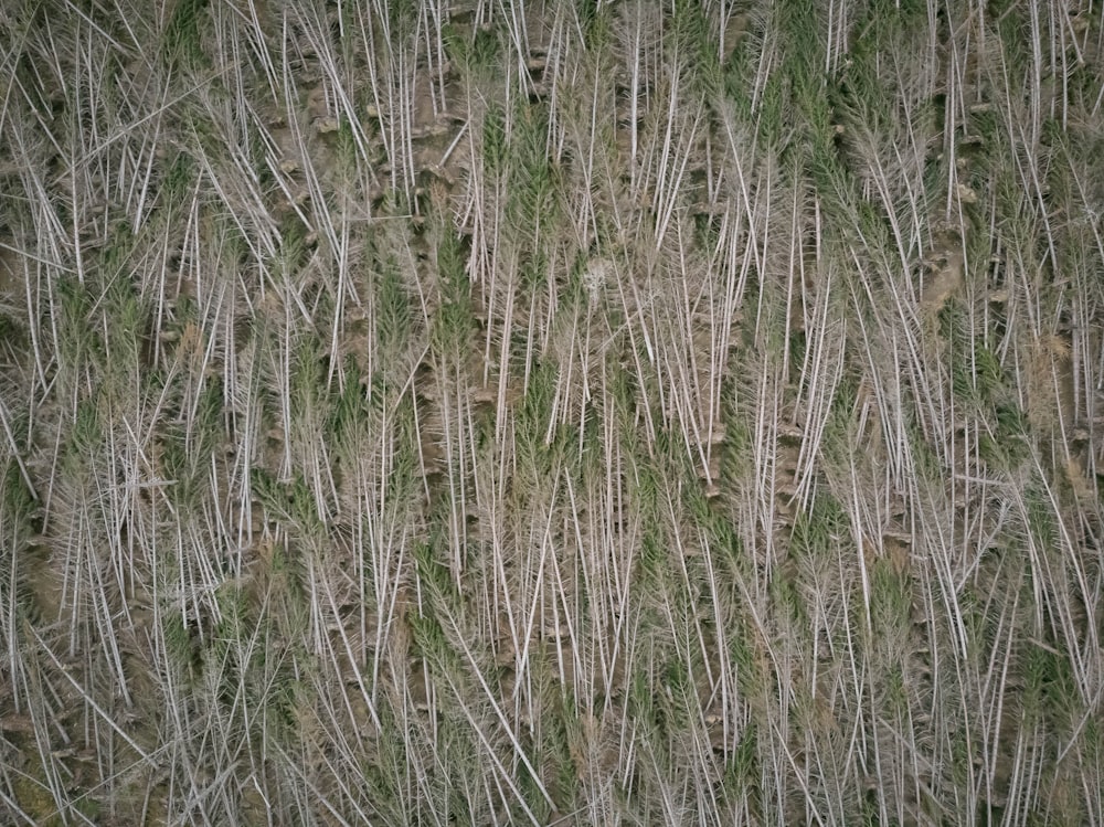a field of tall grass