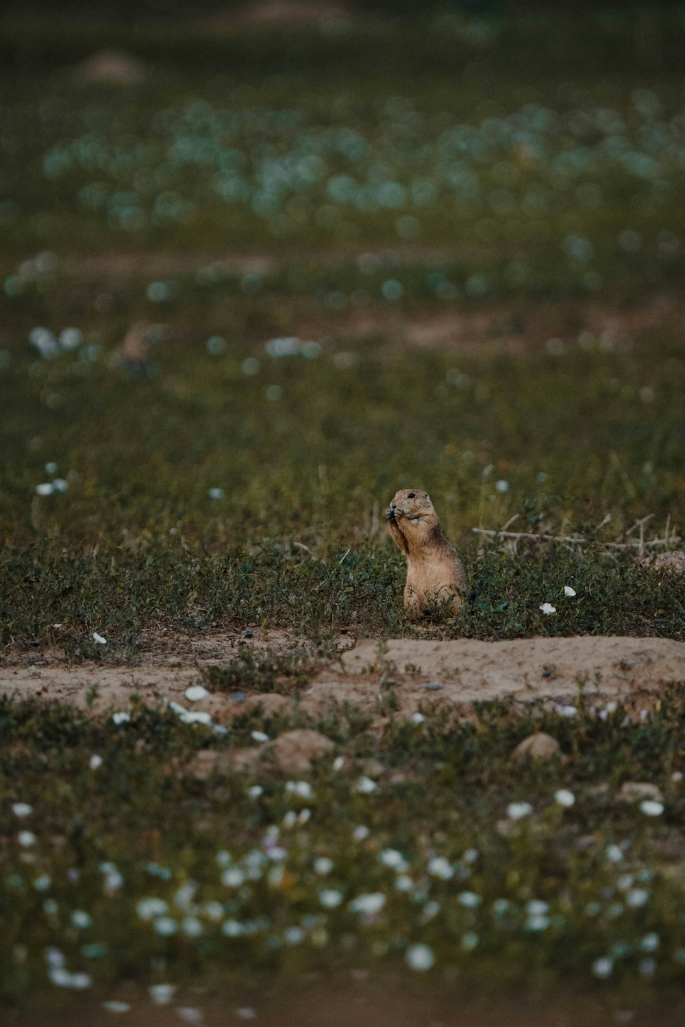 a small animal in a grassy area