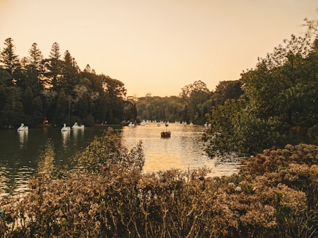 a group of boats on a lake