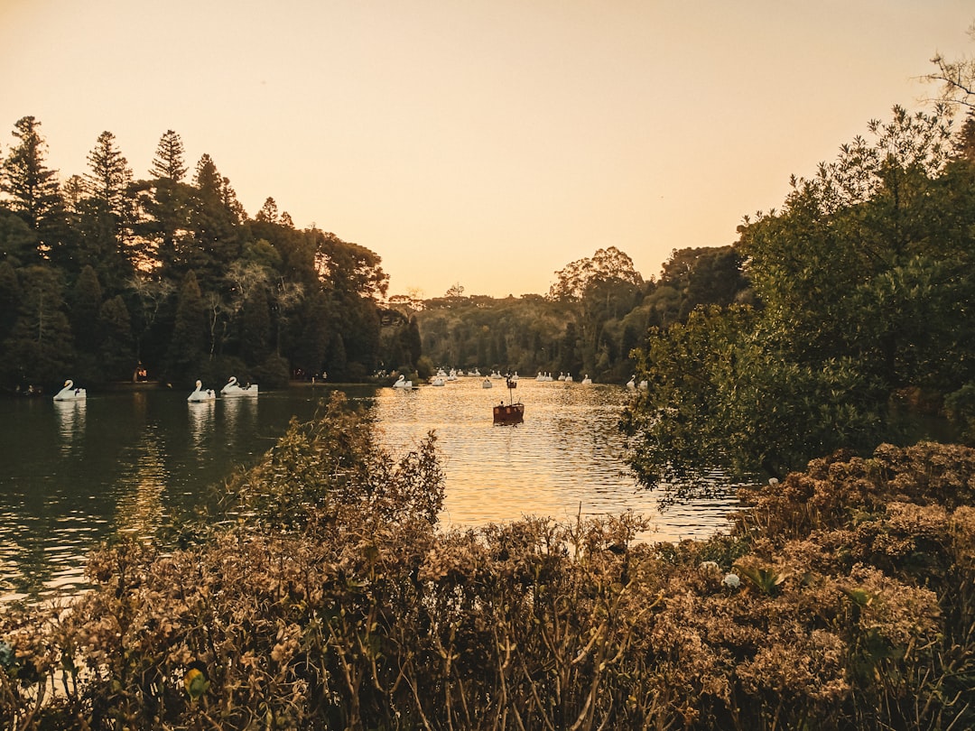 a group of boats on a lake, A lake surrounded by pine trees with several boats in the shape of swans 🛶