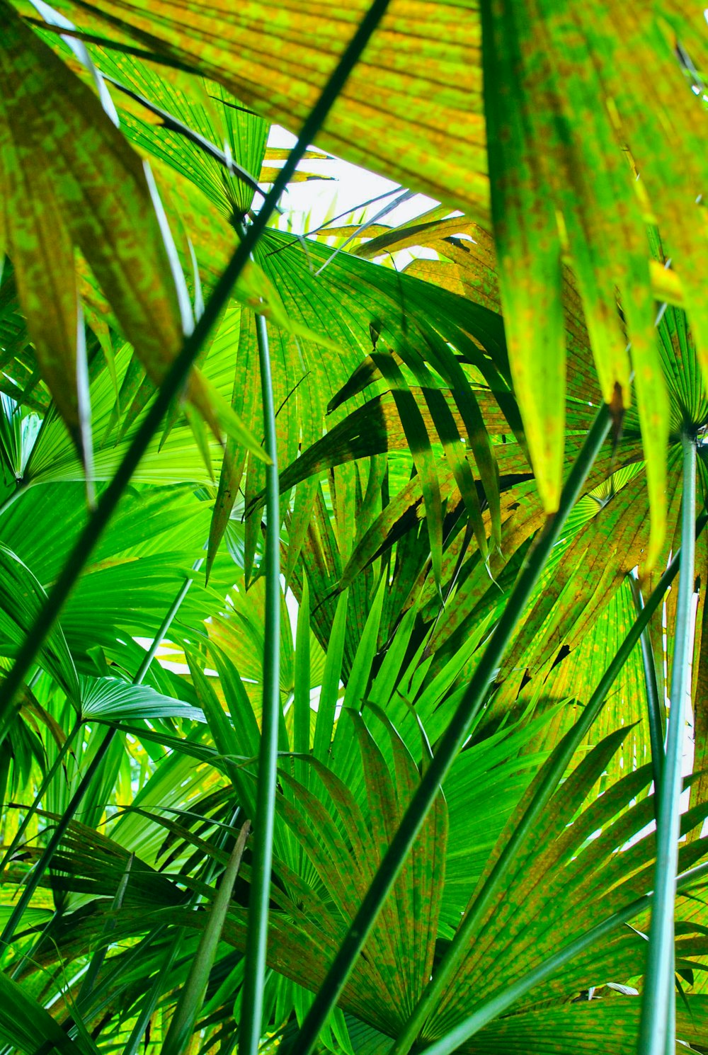 a close-up of some leaves