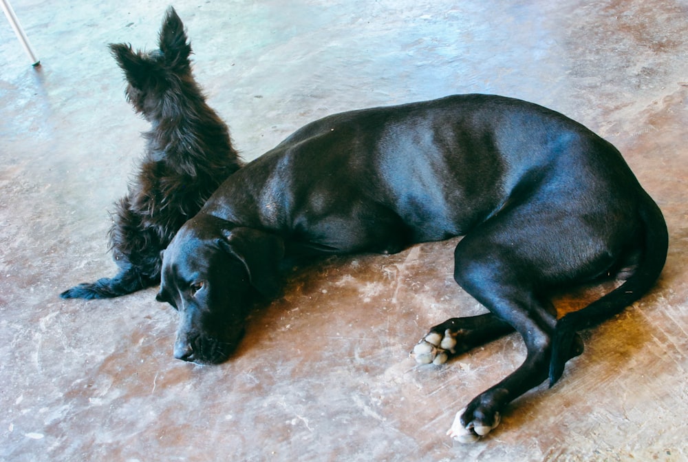 a black dog lying on the ground