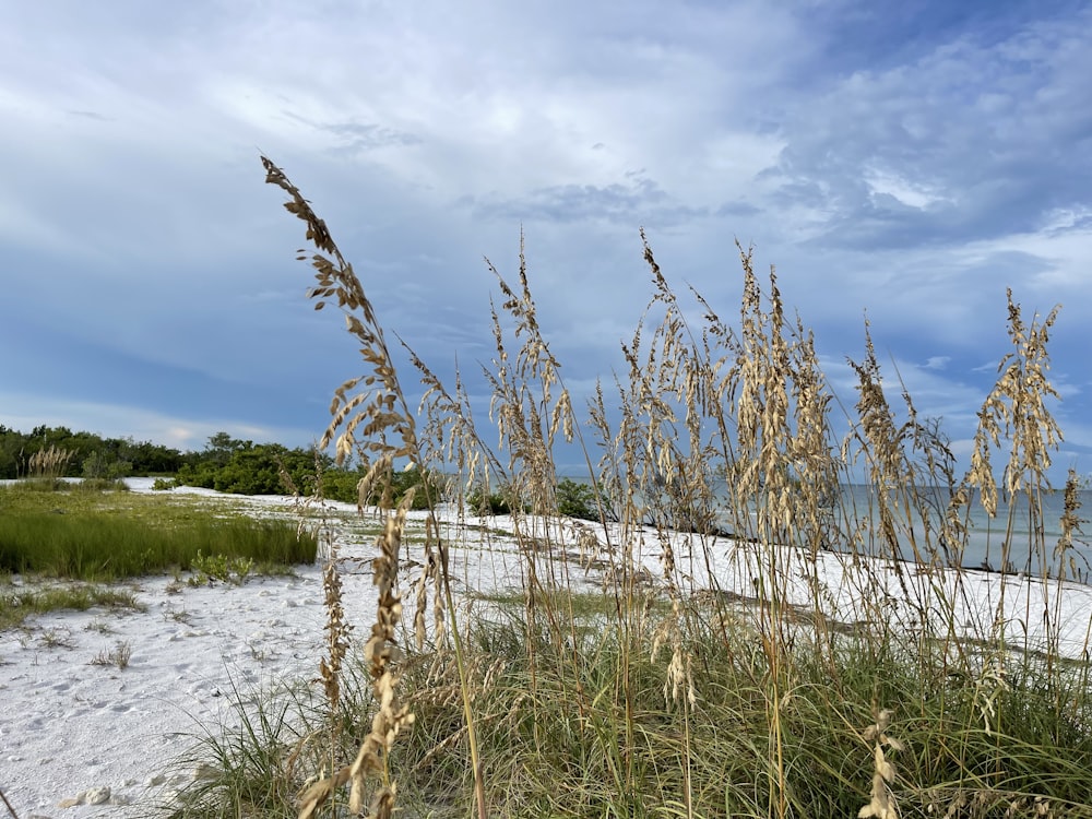 a field of tall grass