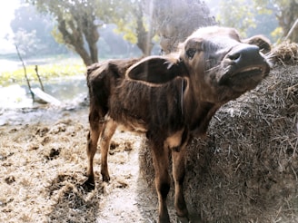 A young calf stands in a natural, outdoor environment, leaning against a pile of hay or dried grass. The setting appears pastoral, with trees and a body of water visible in the background. Sunlight filters through the trees, casting a soft glow on the scene.