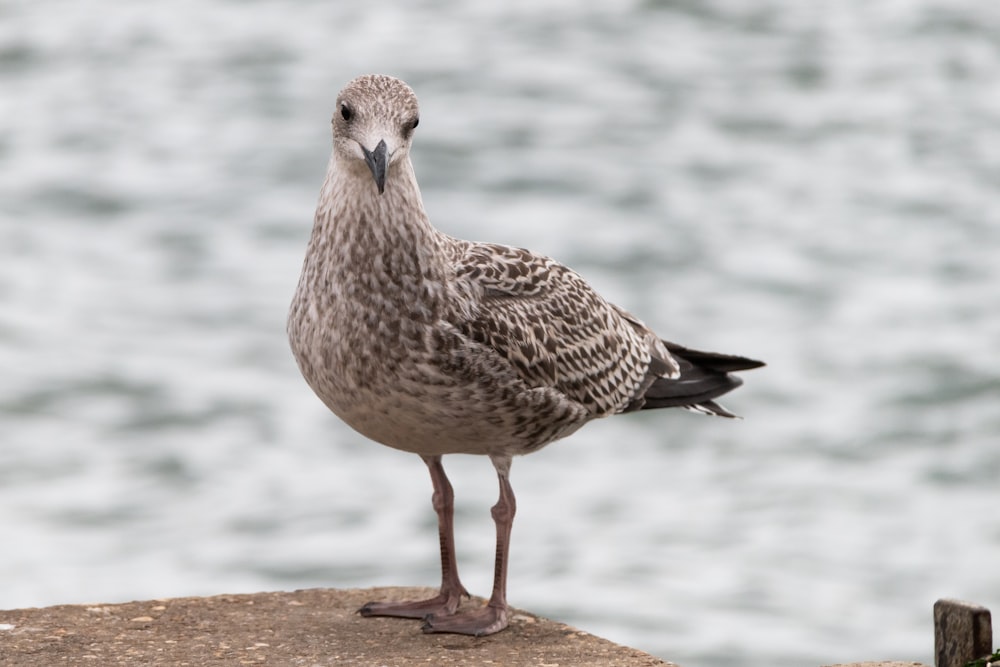 a bird standing on a beach