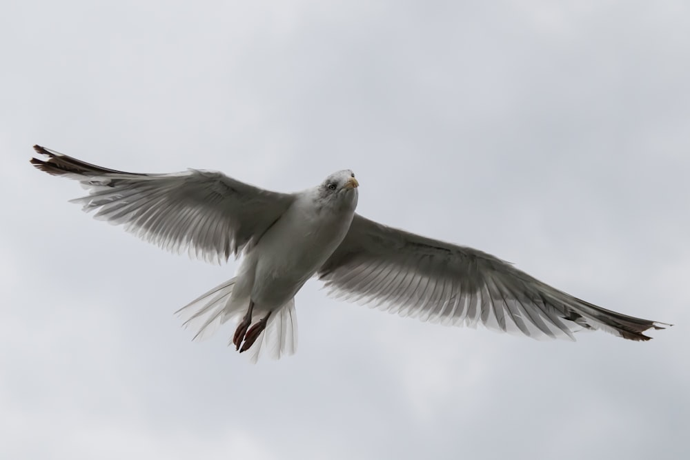 a bird flying in the sky