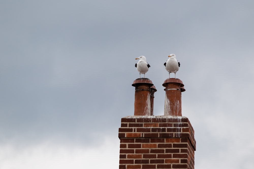 birds on a chimney