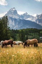 A serene image of horses running freely across a lush green field under a clear sky.