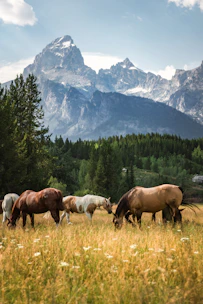 A serene pasture with healthy horses grazing under a clear blue sky.