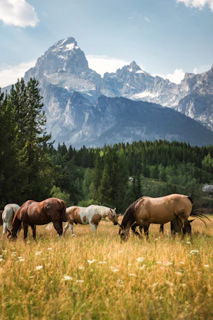 A serene image of horses running freely across a lush green field under a clear sky.