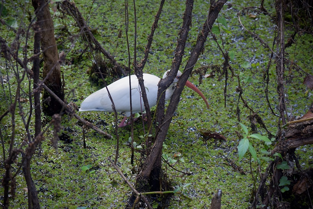 a white object in the woods