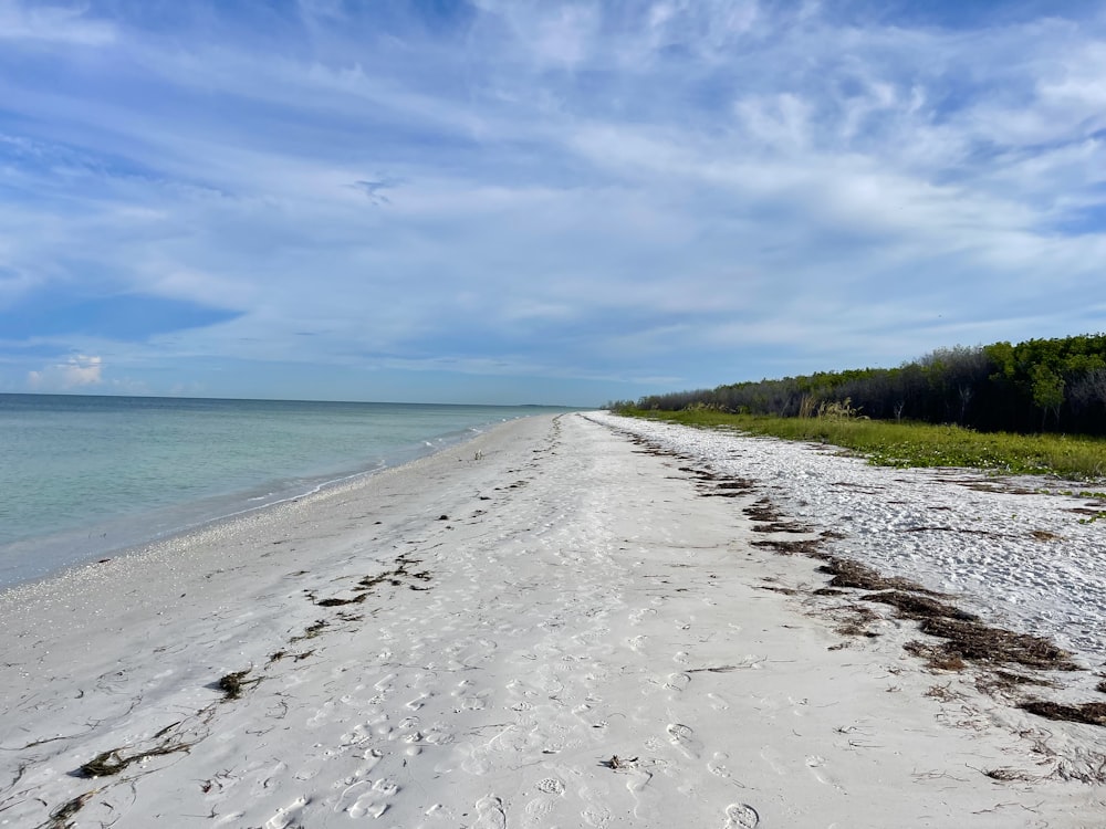 a sandy beach with trees and water