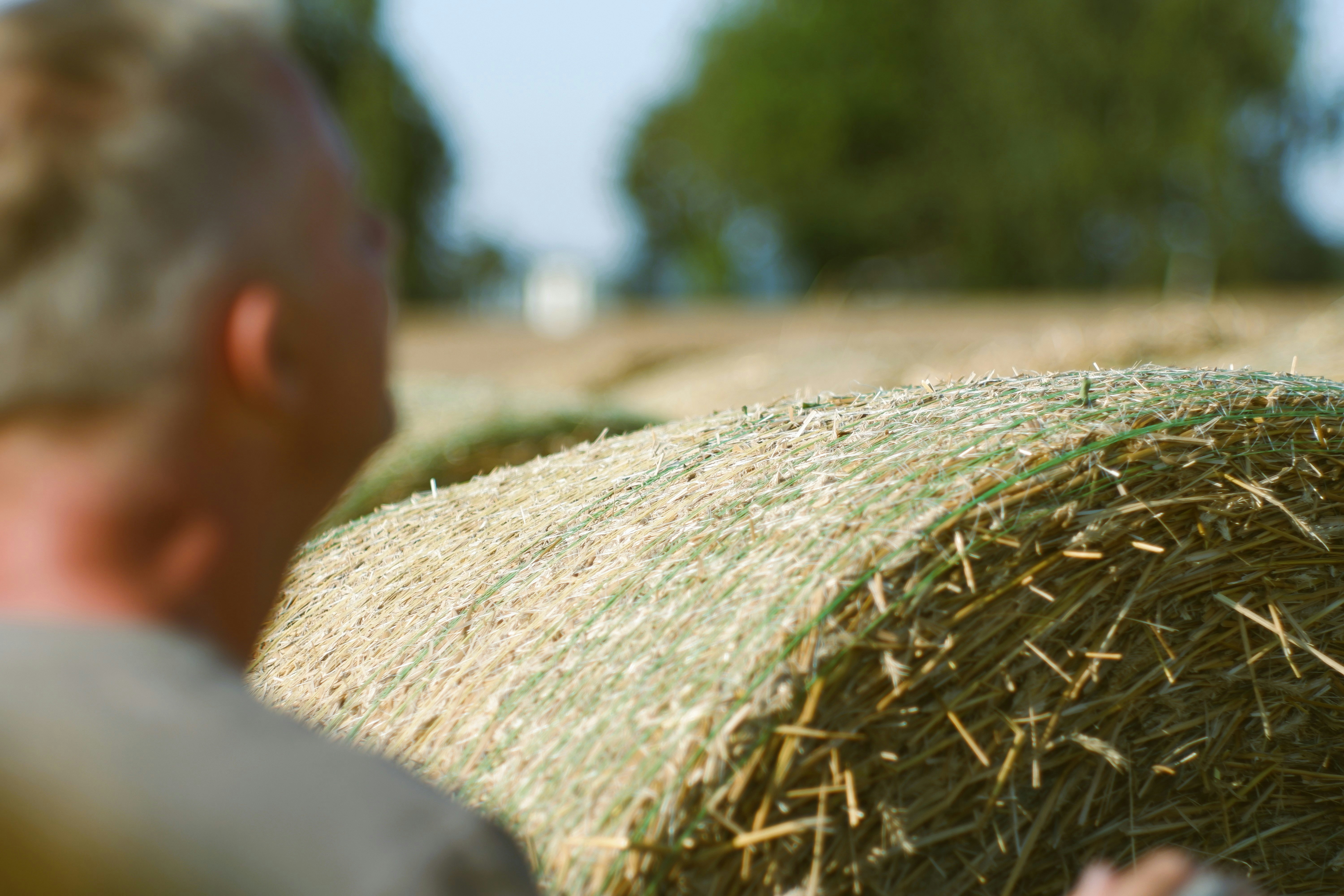 a person holding a bundle of grass