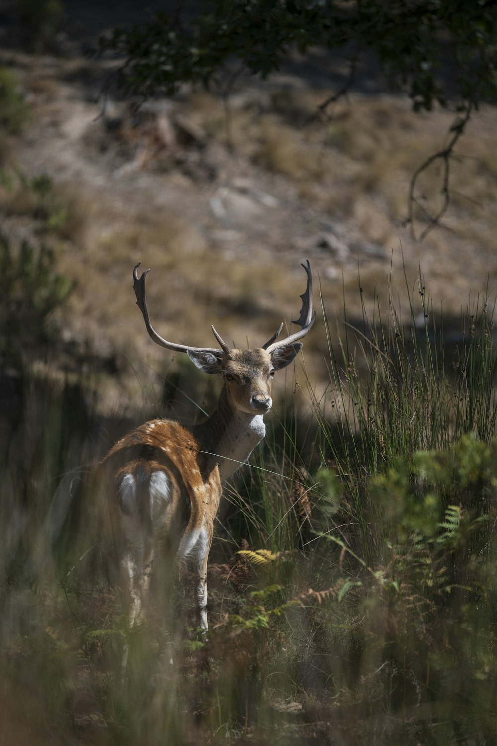 a deer in the grass