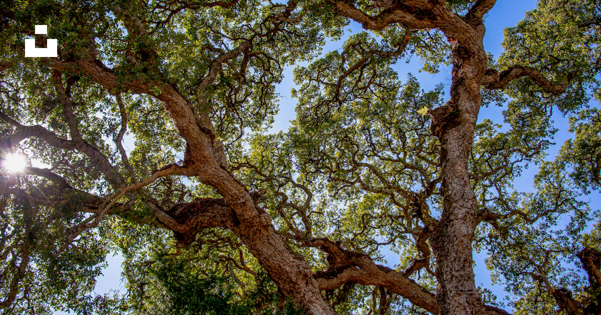 Foto Un árbol con muchas ramas y hojas – Imagen Portugal gratis en Unsplash