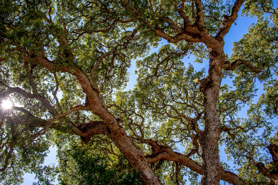 Cork Oak Forests: The Mediterranean's Sustainable Woodland