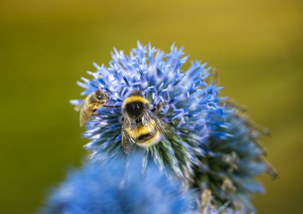 a bee on a flower