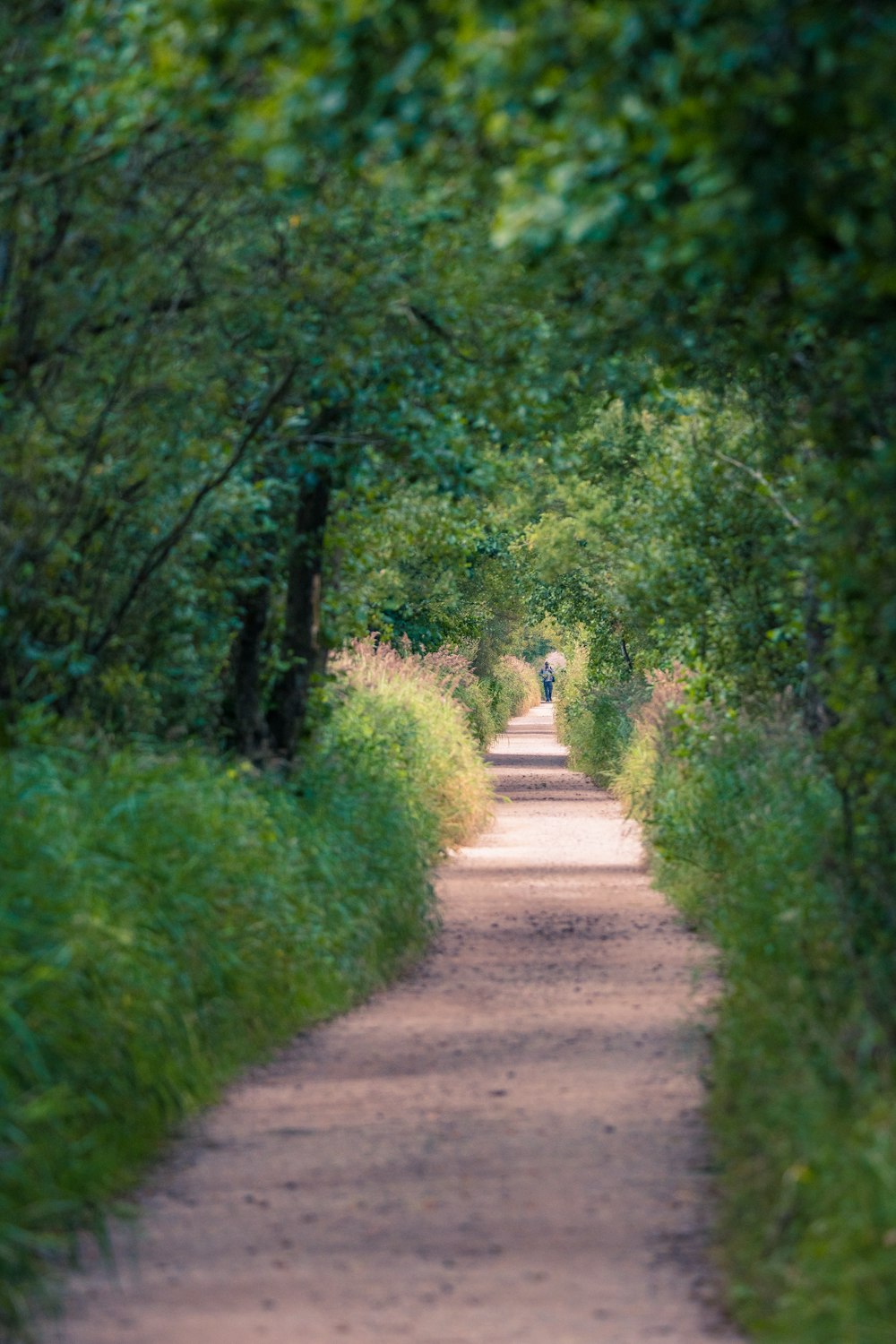 a person walking on a path through a forest