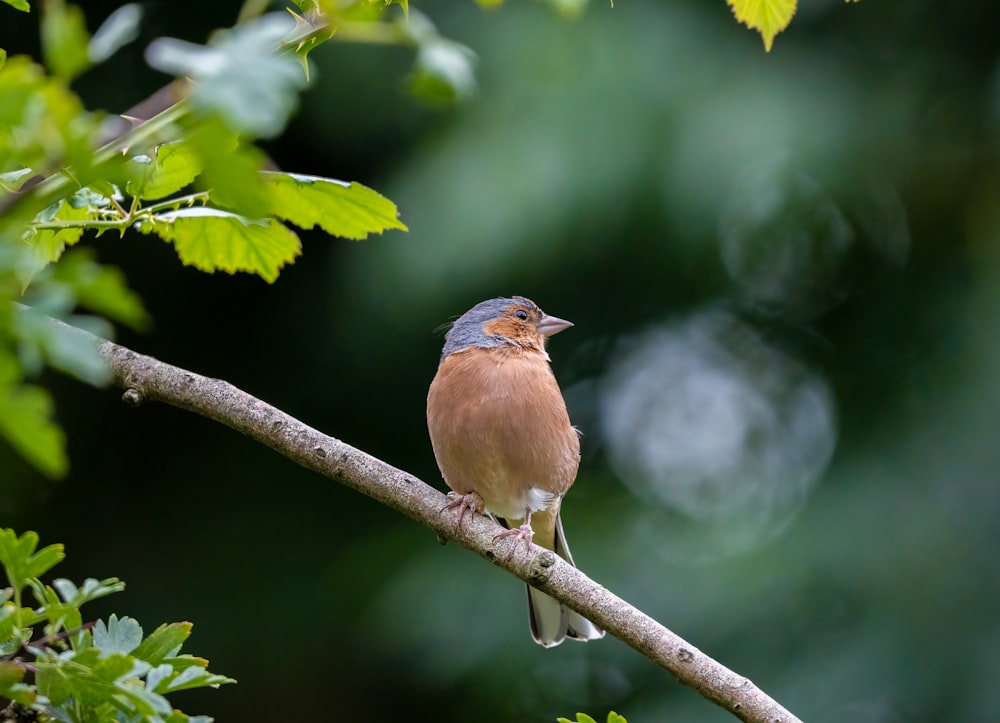 a bird sitting on a branch