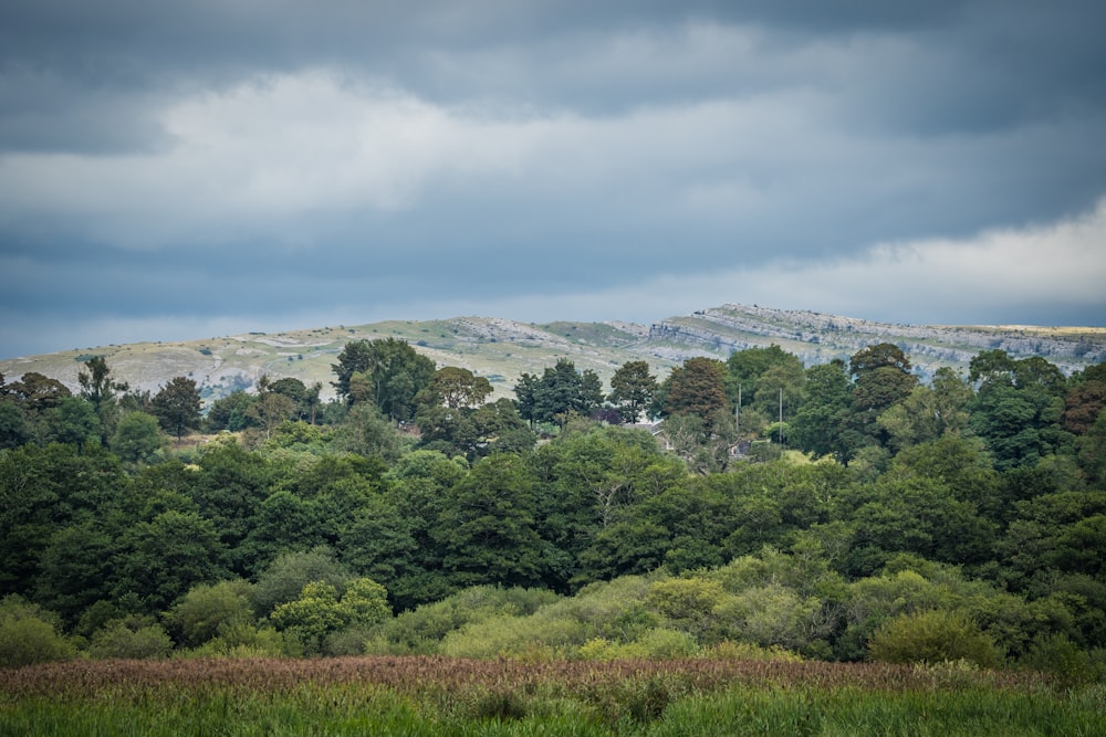 a landscape with trees and hills in the back