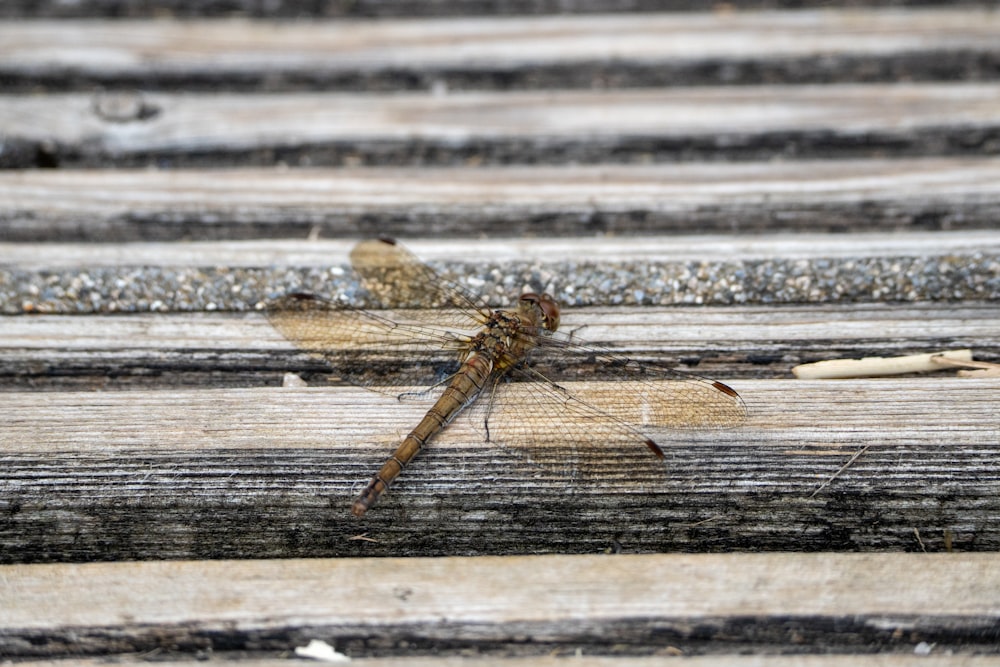 a dragonfly on a wood surface