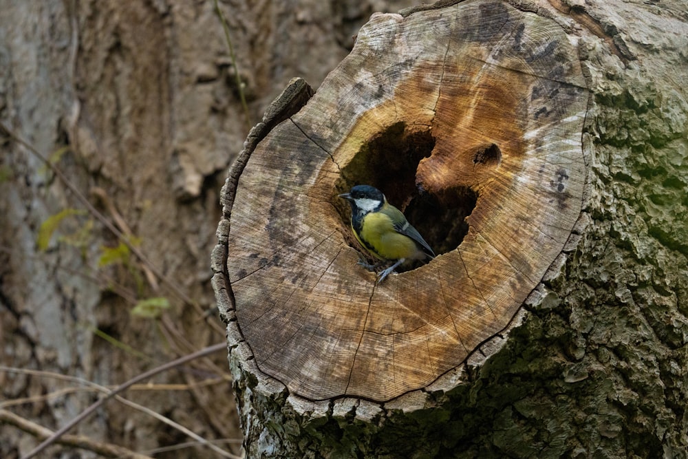 a bird sitting on a tree