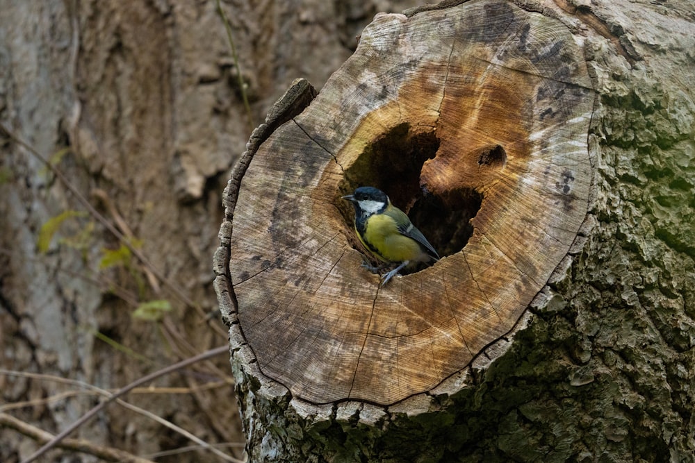 Un pájaro sentado en un árbol