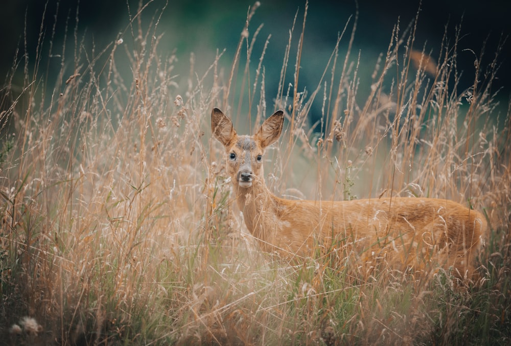 a deer in tall grass