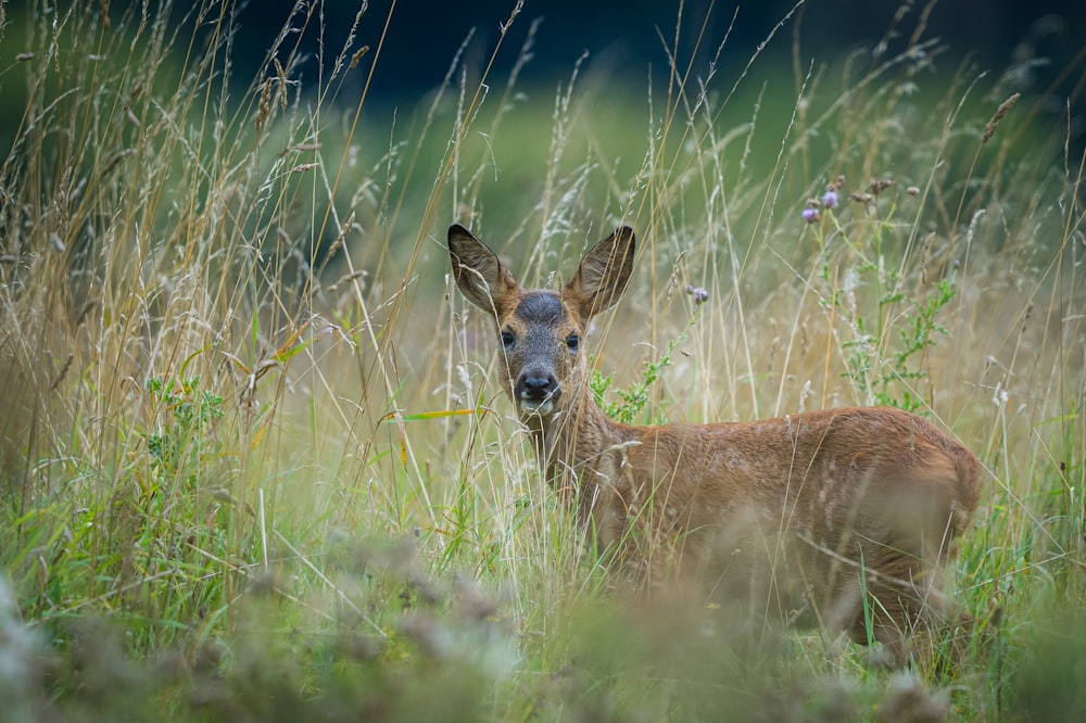 a deer in tall grass