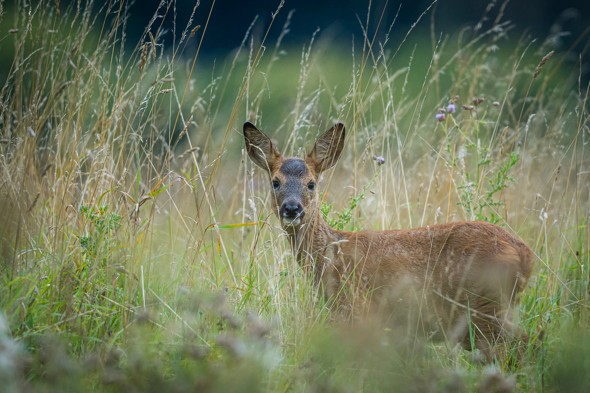 a deer in tall grass