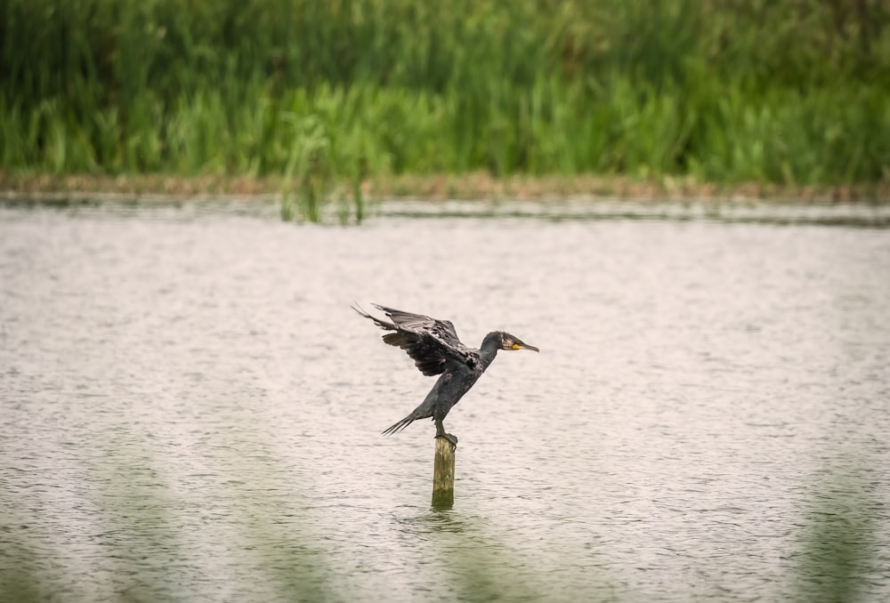 a bird on a post in the water