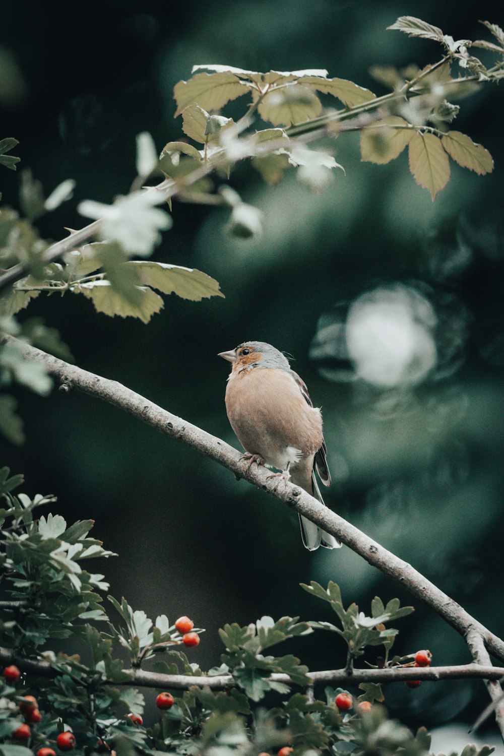 a bird sitting on a branch