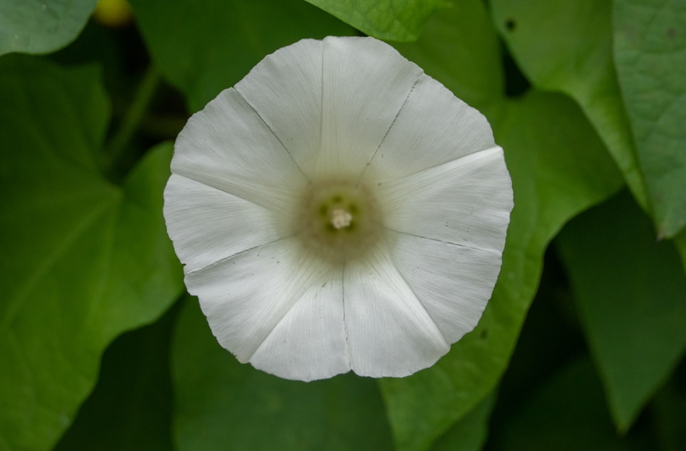 a white flower with green leaves