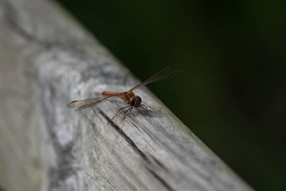 a close up of a fly