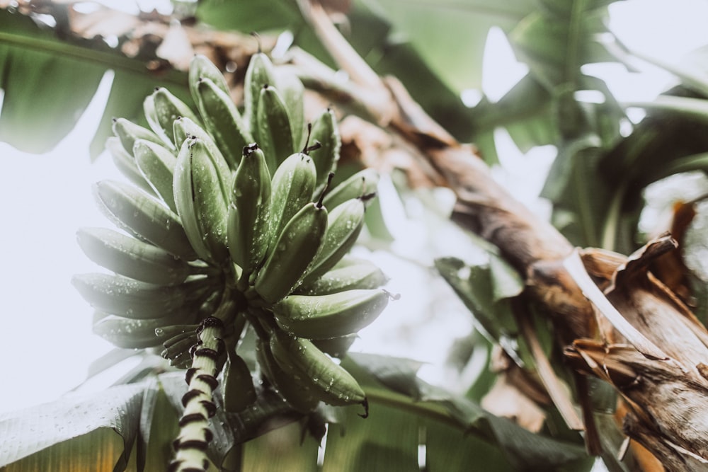 une plante aux feuilles vertes