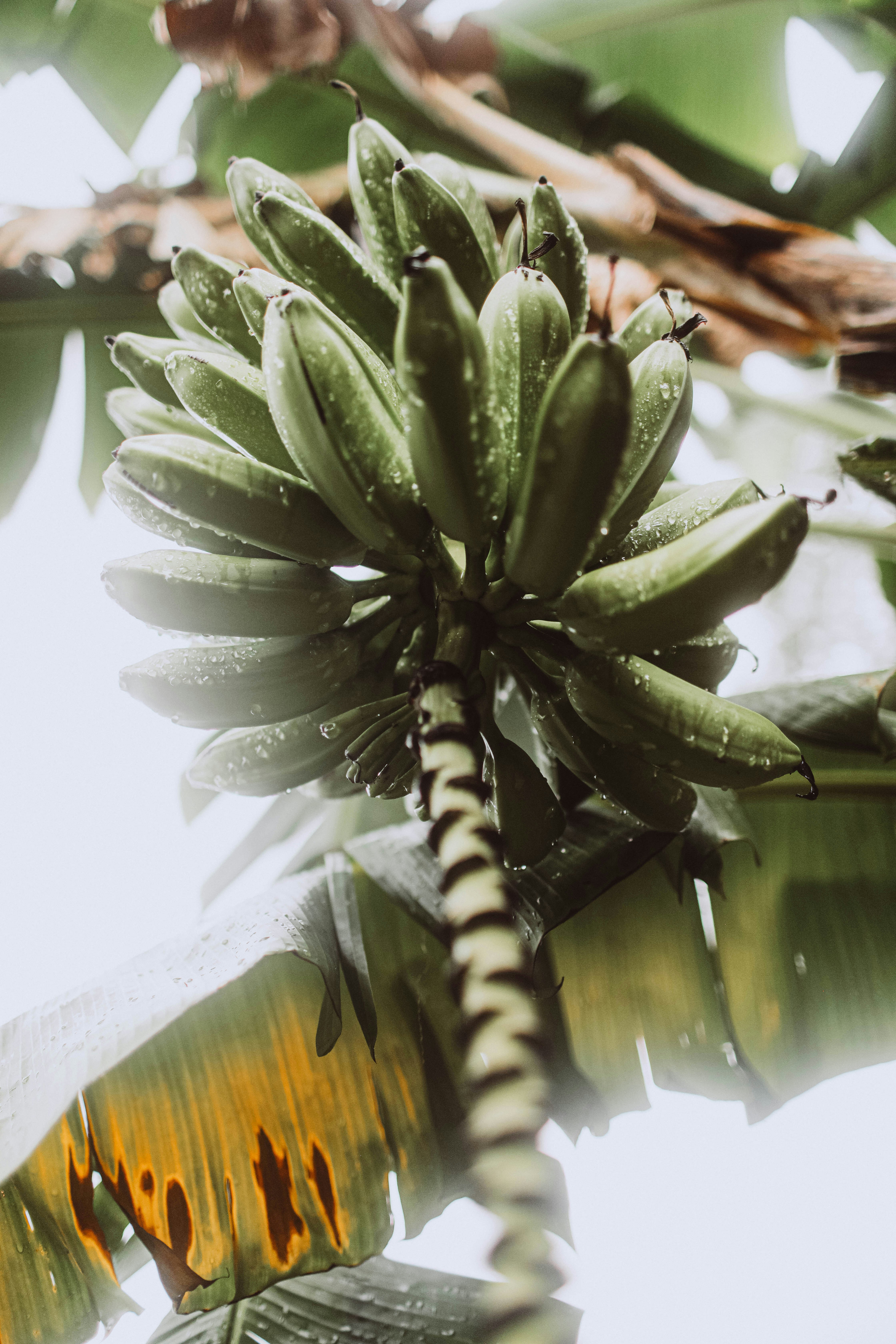 una planta con hojas