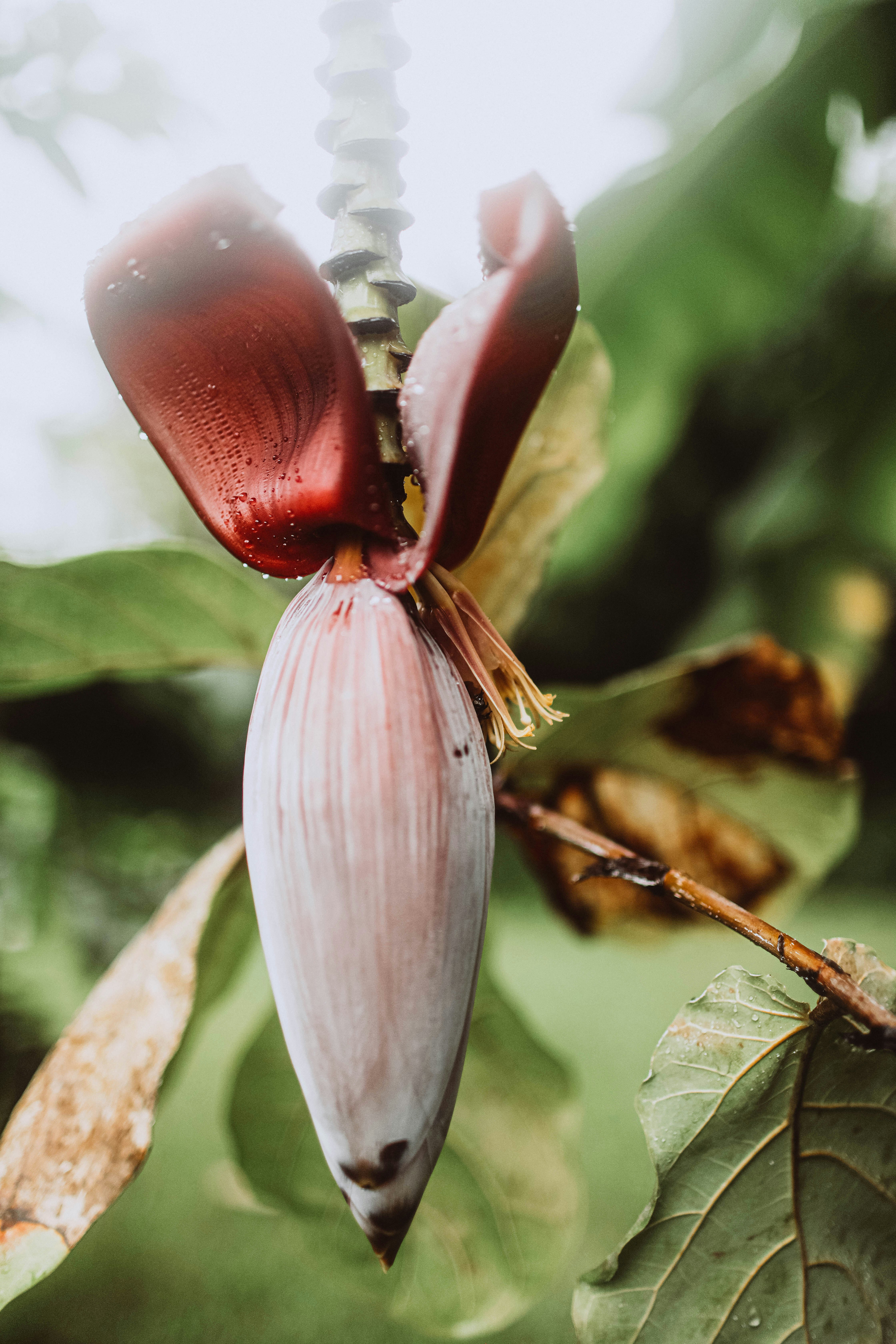Un primer plano de una flor