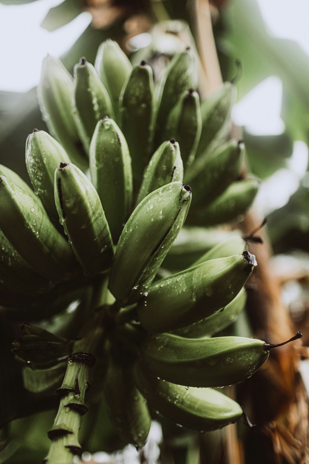 um close up de uma planta